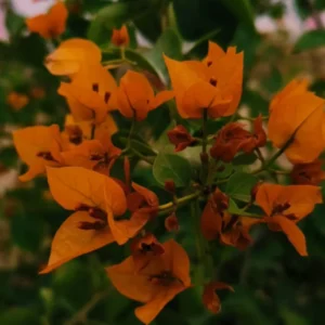 Orange Bougainvillea Plants Live - 2 Bougainvillea Flower Plant 3-5 Inch Starter Vine