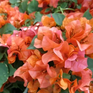 Orange Bougainvillea Plants Live - 2 Bougainvillea Flower Plant 3-5 Inch Starter Vine
