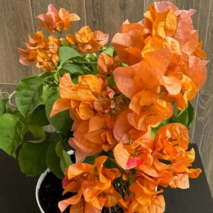 Bougainvillea Plants Live - 4 Pack Orange Flower Vine - 4-6 Inch Starter Plants