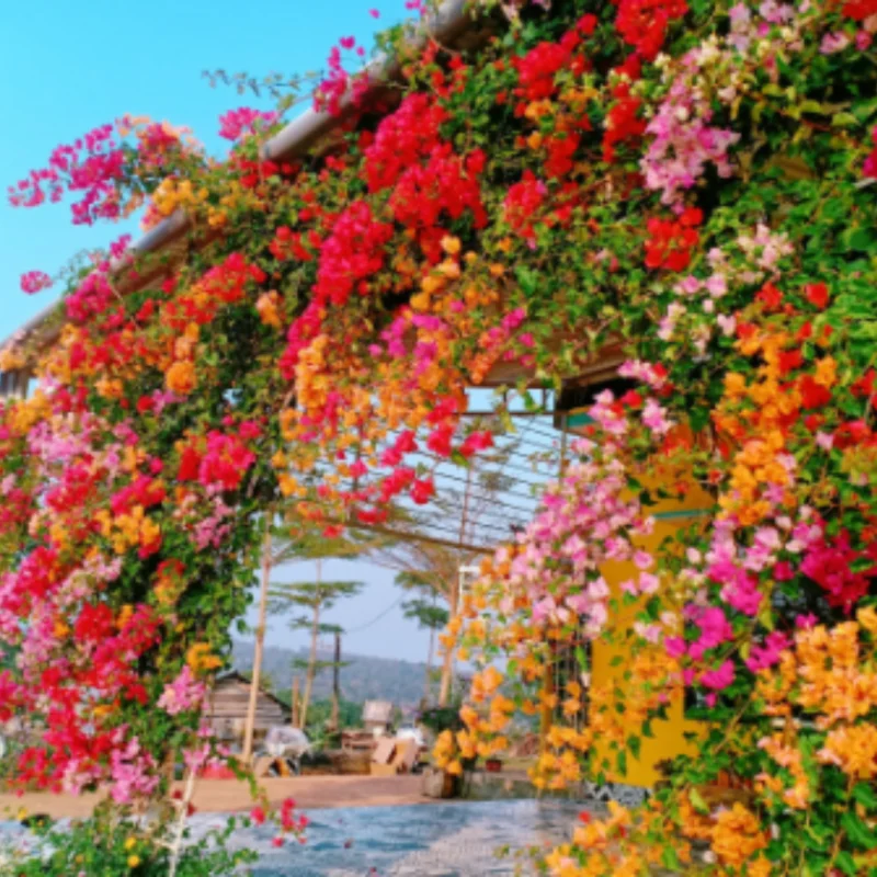 Bougainvillea Plants Live - 4 Pack Orange Flower Vine - 4-6 Inch Starter Plants