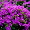 Purple Bougainvillea Plants Live - Starter Vine Plant - 3-5 Inch - Purple Flower