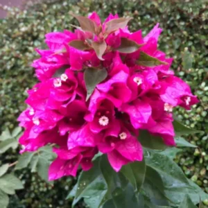 Purple Bougainvillea Plants Live - Starter Vine Plant - 3-5 Inch - Purple Flower