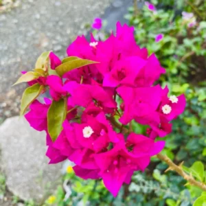 Purple Bougainvillea Plants Live - Starter Vine Plant - 3-5 Inch - Purple Flower