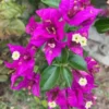 Purple Bougainvillea Plants Live - Starter Vine Plant - 3-5 Inch - Purple Flower