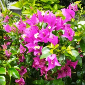 Purple Bougainvillea Plants Live - Starter Vine Plant - 3-5 Inch - Purple Flower