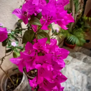 Purple Bougainvillea Plants Live - Starter Vine Plant - 3-5 Inch - Purple Flower