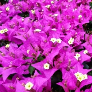 Bougainvillea Plants Live - 4 Purple Vine Plants - 4-6 Inch Starter