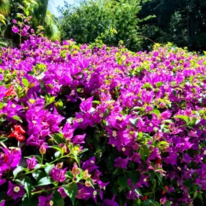 Bougainvillea Plants Live - 4 Purple Vine Plants - 4-6 Inch Starter
