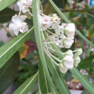 White Milkweed Plants Live Set - Flowering Plant 4-6 Inches
