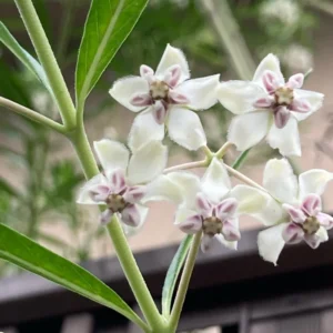 White Milkweed Plants Live Set - Flowering Plant 4-6 Inches