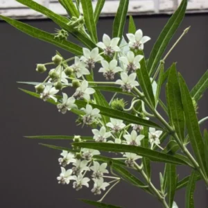 Live Milkweed Plants - 4 White Milkweed Plants - 3-5 Inch Starter Flower Plants