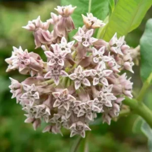 Broadleaf Milkweed Plants Live Set of 2, 4-6 Inches Tall Flowering Plant