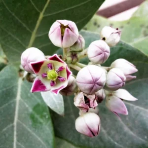 Live Milkweed Plants 4 Broadleaf Milkweed Starter Plants 3-5 Inches