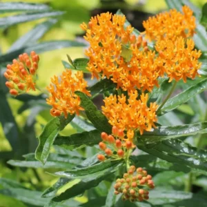 Milkweed Plants Live Set of 2 - Orange Flowering Plant 4-6 Inches