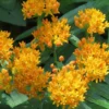 Milkweed Plants Live Set of 2 - Orange Flowering Plant 4-6 Inches