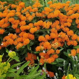 Milkweed Plants Live Set of 2 - Orange Flowering Plant 4-6 Inches