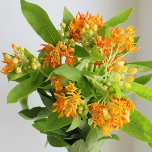 Milkweed Plants Live Set of 2 - Orange Flowering Plant 4-6 Inches