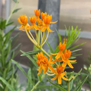 Milkweed Plants Live Set of 2 - Orange Flowering Plant 4-6 Inches