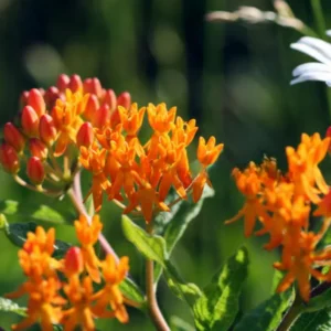 Orange Milkweed Live Plants - 4 Pack - Starter Flower Plants