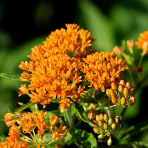 Orange Milkweed Live Plants - 4 Pack - Starter Flower Plants