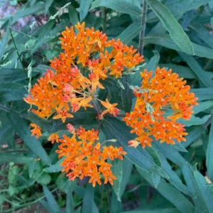 Orange Milkweed Live Plants - 4 Pack - Starter Flower Plants