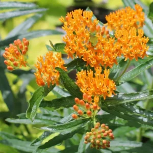 Orange Milkweed Live Plants - 4 Pack - Starter Flower Plants
