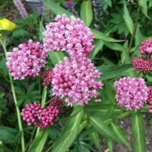 Live Pink Milkweed Plant Set - 4-6 Inch Flowering Plants