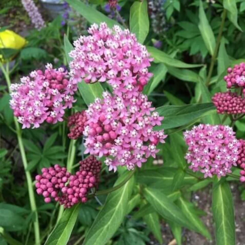 Live Pink Milkweed Plant Set - 4-6 Inch Flowering Plants