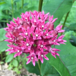 Live Pink Milkweed Plant Set - 4-6 Inch Flowering Plants