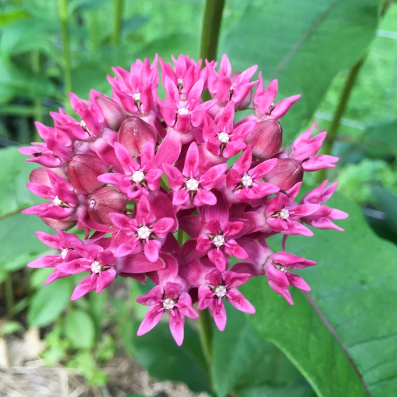 Live Pink Milkweed Plant Set - 4-6 Inch Flowering Plants