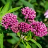 Live Pink Milkweed Plant Set - 4-6 Inch Flowering Plants