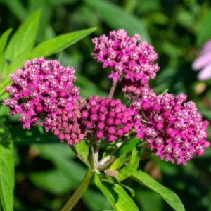 Live Pink Milkweed Plant Set - 4-6 Inch Flowering Plants