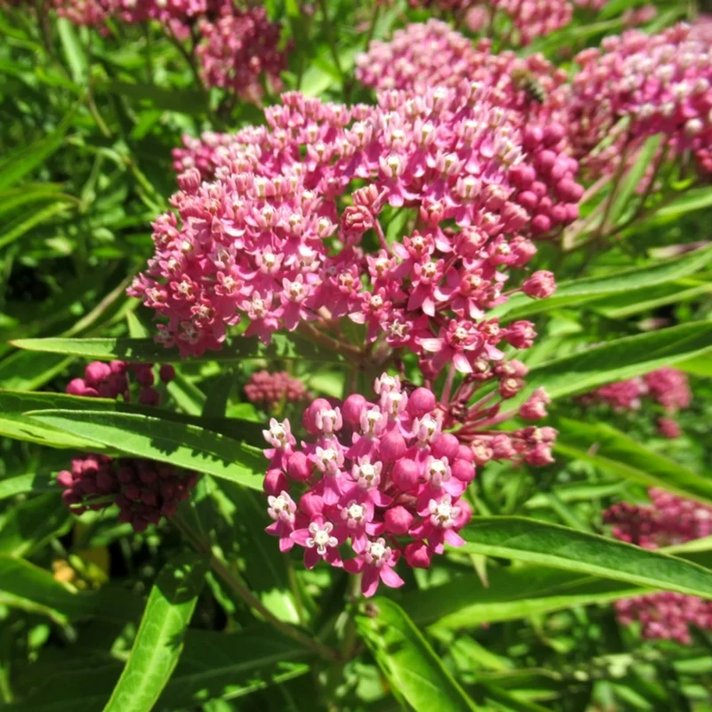 Live Pink Milkweed Plant Set - 4-6 Inch Flowering Plants