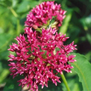 Live Pink Milkweed Plant Set - 4-6 Inch Flowering Plants