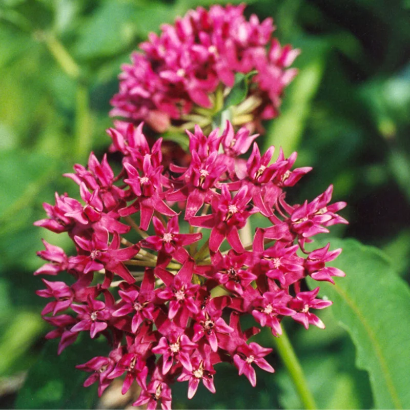 Live Pink Milkweed Plant Set - 4-6 Inch Flowering Plants