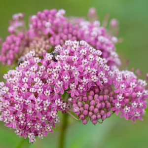 Live Milkweed Plants - 4 Pink Flower Plants 3-5 Inches