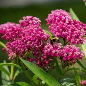 Live Milkweed Plants - 4 Pink Flower Plants 3-5 Inches