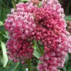 Live Milkweed Plants - 4 Pink Flower Plants 3-5 Inches