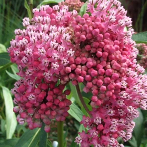 Live Milkweed Plants - 4 Pink Flower Plants 3-5 Inches