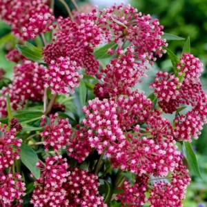 Live Milkweed Plants - 4 Pink Flower Plants 3-5 Inches