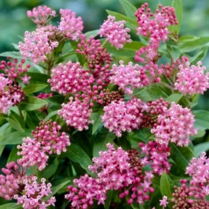 Live Milkweed Plants - 4 Pink Flower Plants 3-5 Inches
