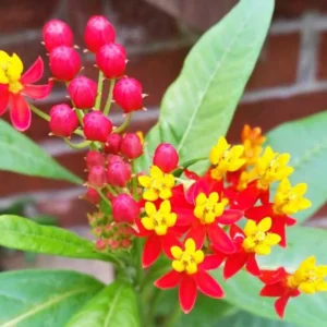 Live Red Milkweed Plant Set of 2 - 4-6 Inches - Flowering Milkweed