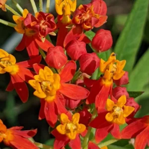 Live Red Milkweed Plant Set of 2 - 4-6 Inches - Flowering Milkweed