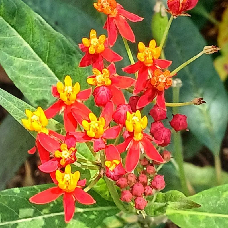 Live Red Milkweed Plant Set of 2 - 4-6 Inches - Flowering Milkweed