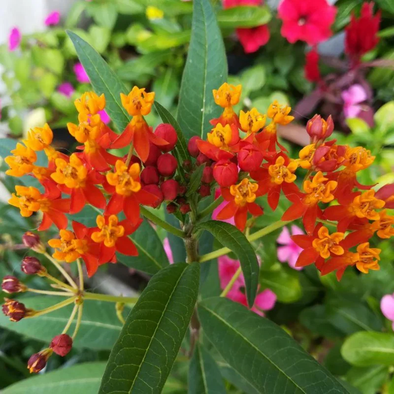 Live Red Milkweed Plant Set of 2 - 4-6 Inches - Flowering Milkweed