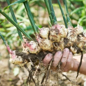 Thai Ginger Plants Galanga - 2 Live Herb Plants Starter, 4-7 Inch Tall