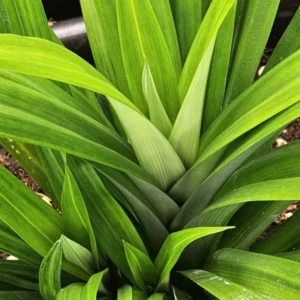Pandan Plant Live Starter Clumps 4-6 Inches Fragrant Outdoor Herb