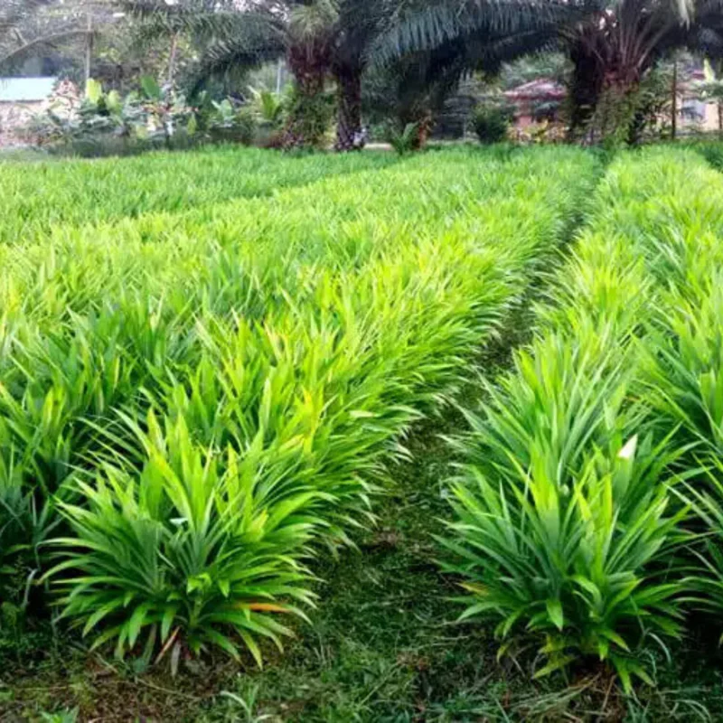 Pandan Plant Live Starter Clumps 4-6 Inches Fragrant Outdoor Herb