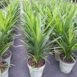 Pandan Live Plants - 2 Well-Rooted Fragrant Plants for Zones 9-11
