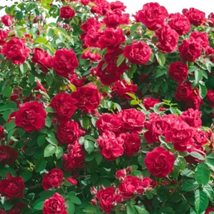 Red Sunrosa Mini Rose Live Plants - Set of 2 Outdoor Bushes Cold Hardy